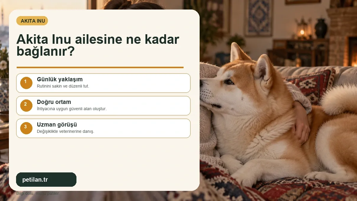 Akita Inu ailesine ne kadar bağlanır?