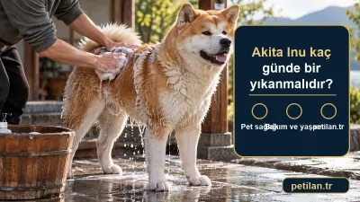 Akita Inu kaç günde bir yıkanmalıdır?