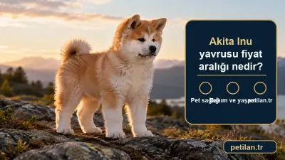 Akita Inu yavrusu fiyat aralığı nedir?