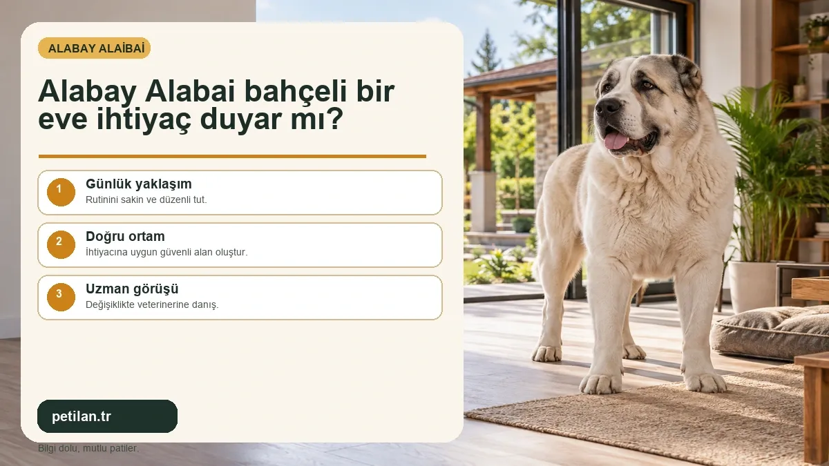 Alabay Alabai bahçeli bir eve ihtiyaç duyar mı?