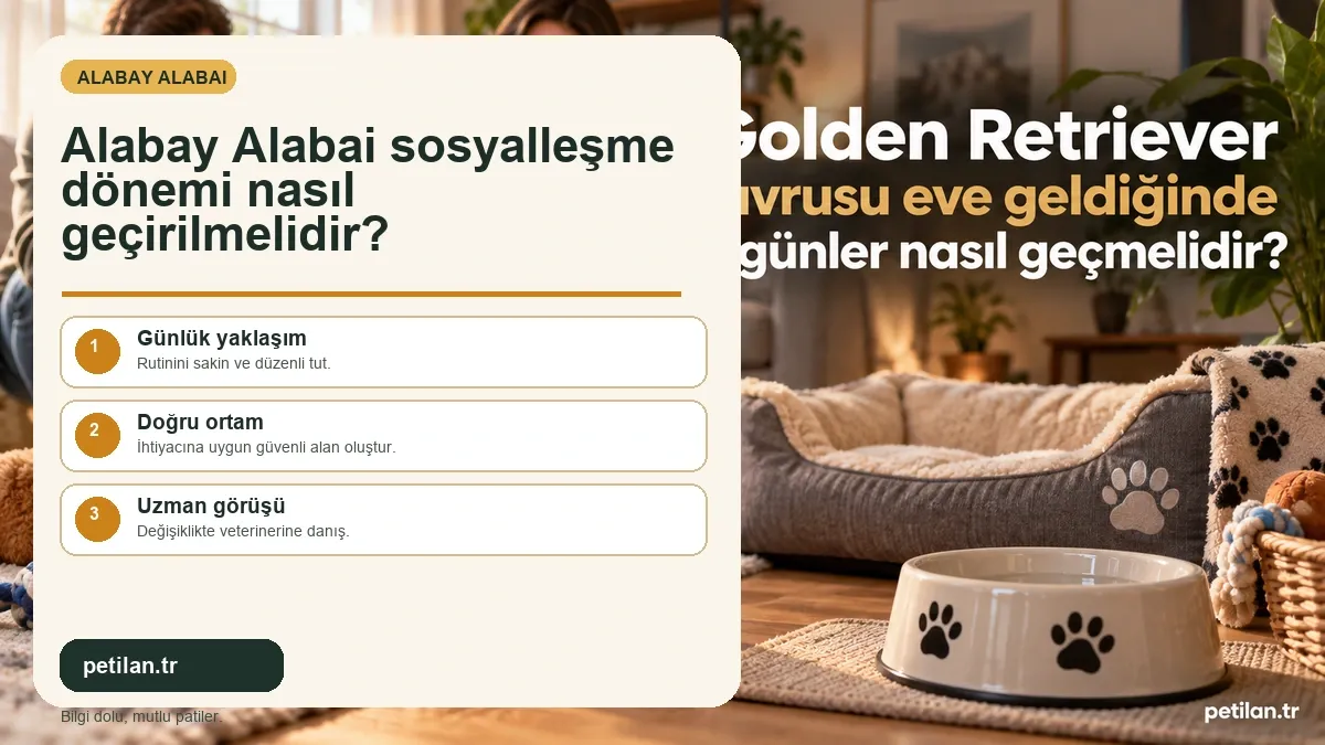 Alabay Alabai sosyalleşme dönemi nasıl geçirilmelidir?