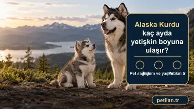 Alaska Kurdu kaç ayda yetişkin boyuna ulaşır?