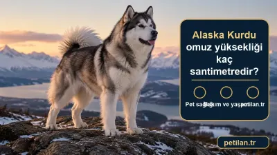 Alaska Kurdu omuz yüksekliği kaç santimetredir?