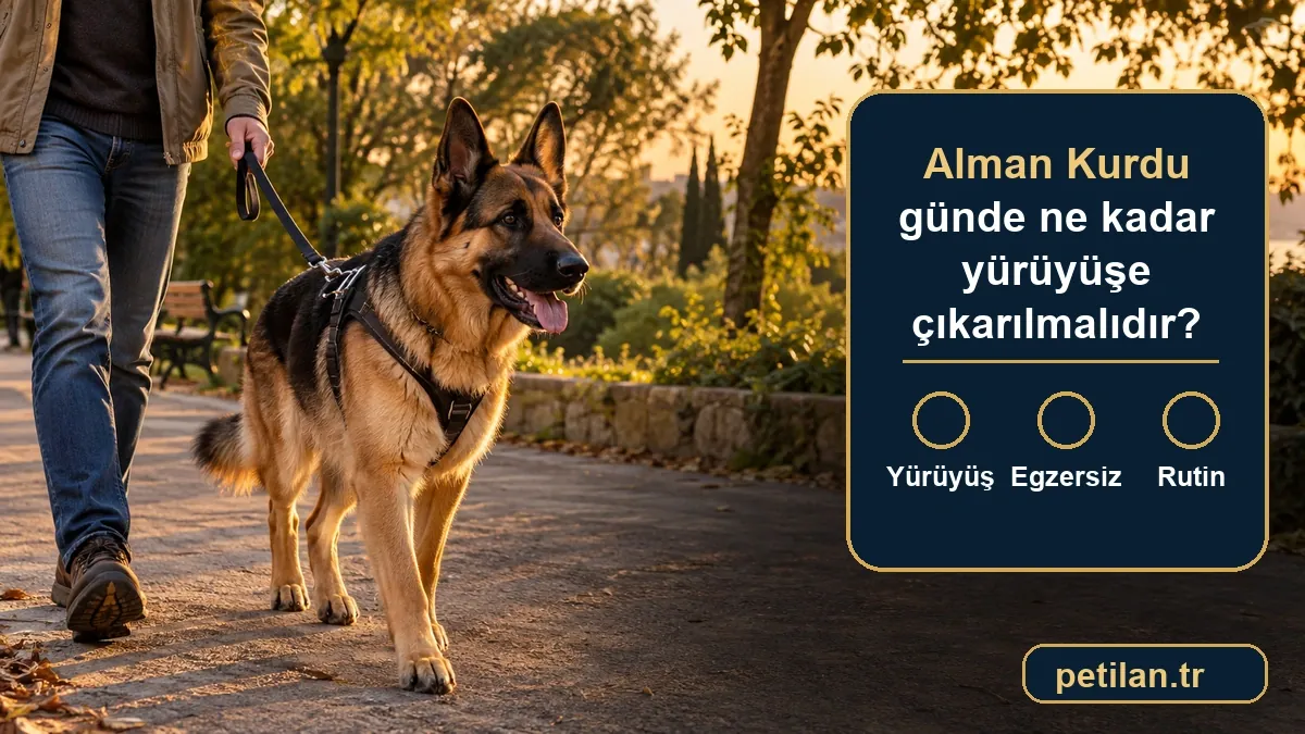 Alman Kurdu günde ne kadar yürüyüşe çıkarılmalıdır?