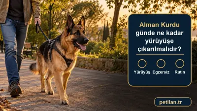Alman Kurdu günde ne kadar yürüyüşe çıkarılmalıdır?