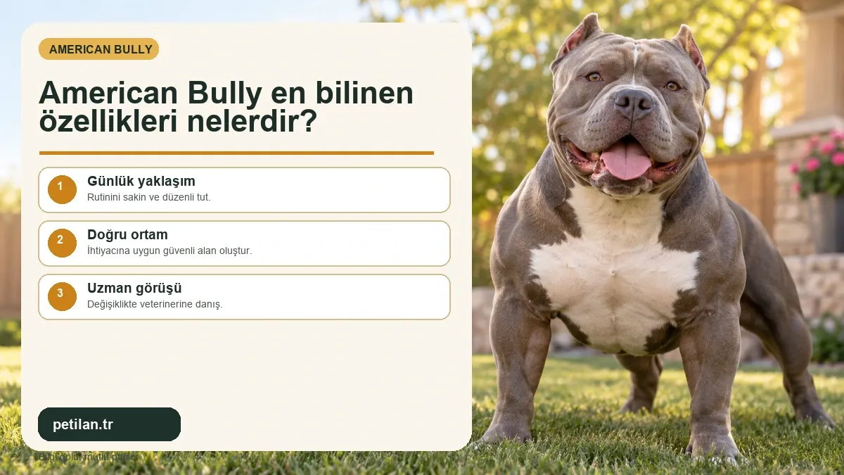 American Bully en bilinen özellikleri nelerdir?