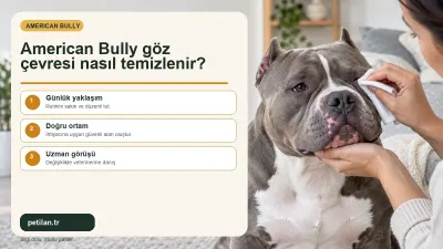American Bully göz çevresi nasıl temizlenir?