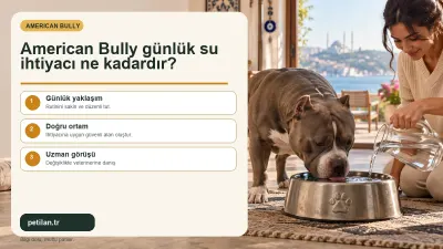 American Bully günlük su ihtiyacı ne kadardır?