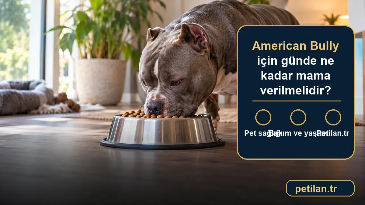American Bully için günde ne kadar mama verilmelidir?