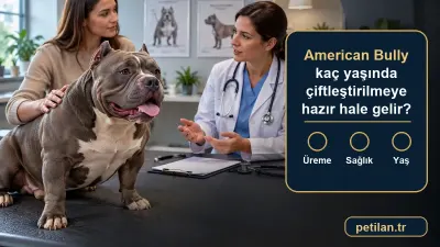 American Bully kaç yaşında çiftleştirilmeye hazır hale gelir?