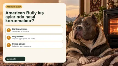 American Bully kış aylarında nasıl korunmalıdır?