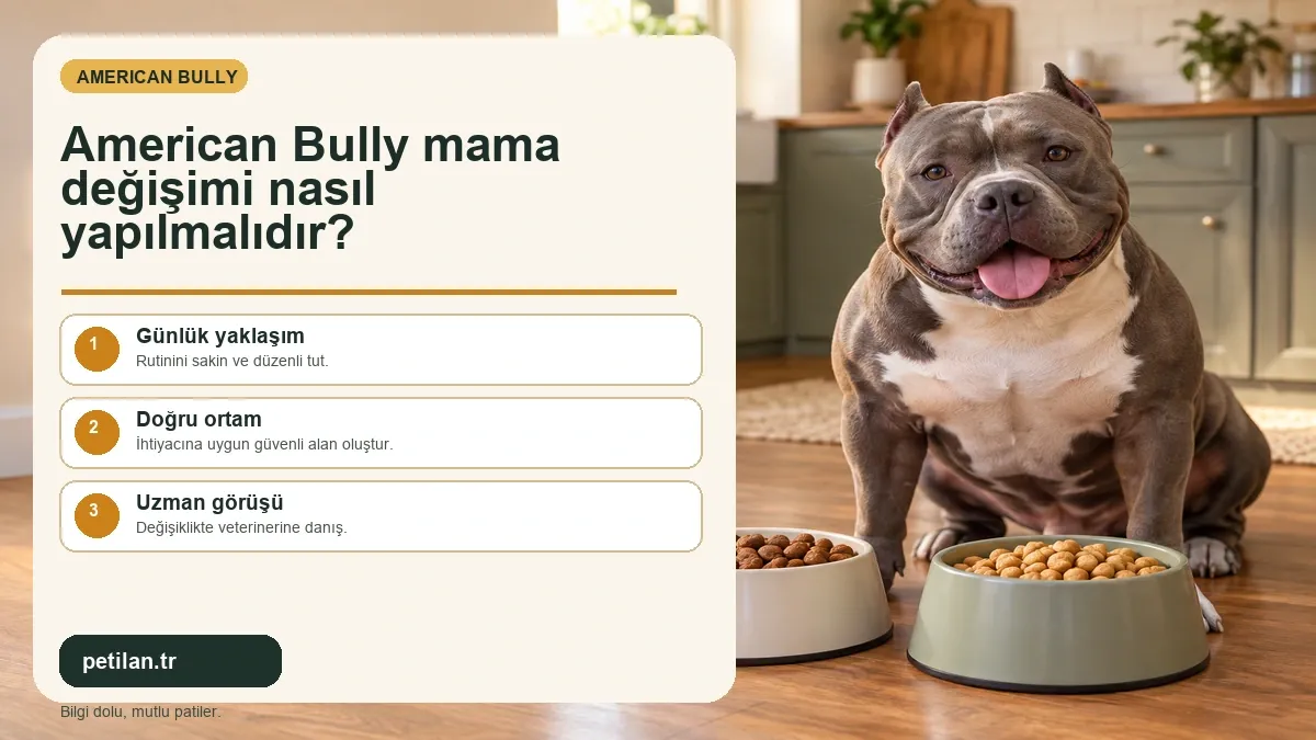 American Bully mama değişimi nasıl yapılmalıdır?