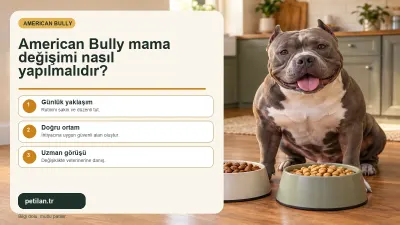 American Bully mama değişimi nasıl yapılmalıdır?