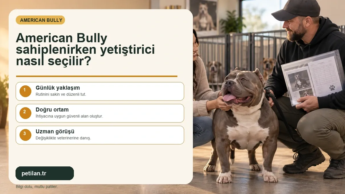 American Bully sahiplenirken yetiştirici nasıl seçilir?