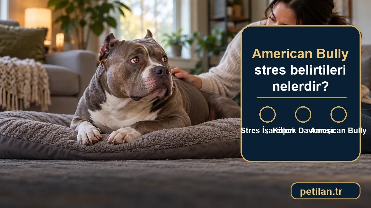 American Bully stres belirtileri nelerdir?