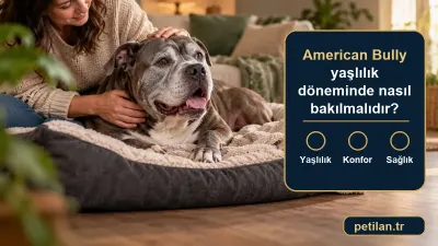 American Bully yaşlılık döneminde nasıl bakılmalıdır?