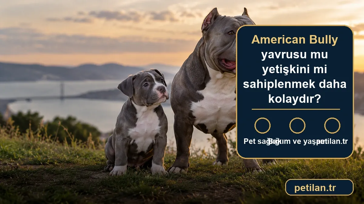 American Bully yavrusu mu yetişkini mi sahiplenmek daha kolaydır?