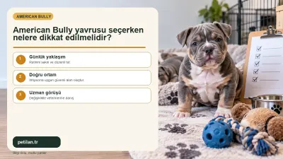 American Bully yavrusu seçerken nelere dikkat edilmelidir?