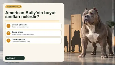 American Bully'nin boyut sınıfları nelerdir?