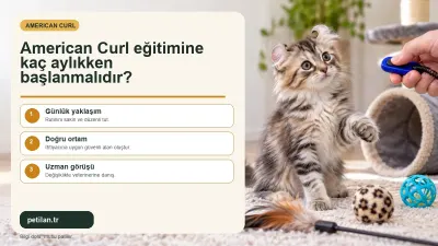 American Curl eğitimine kaç aylıkken başlanmalıdır?