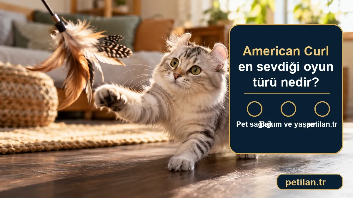 American Curl en sevdiği oyun türü nedir?
