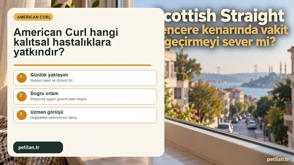 American Curl hangi kalıtsal hastalıklara yatkındır?
