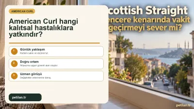 American Curl hangi kalıtsal hastalıklara yatkındır?