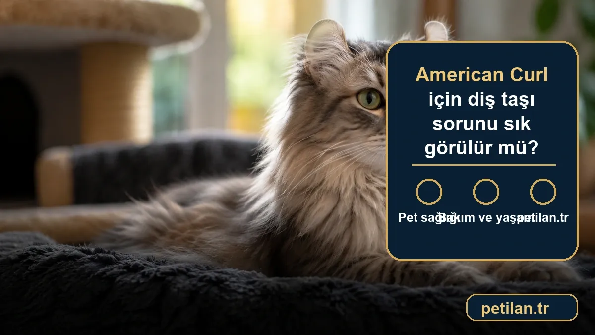 American Curl için diş taşı sorunu sık görülür mü?