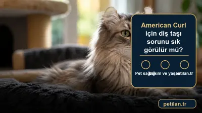 American Curl için diş taşı sorunu sık görülür mü?