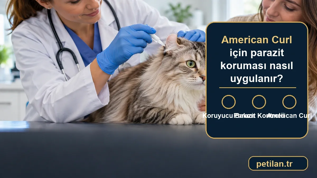 American Curl için parazit koruması nasıl uygulanır?