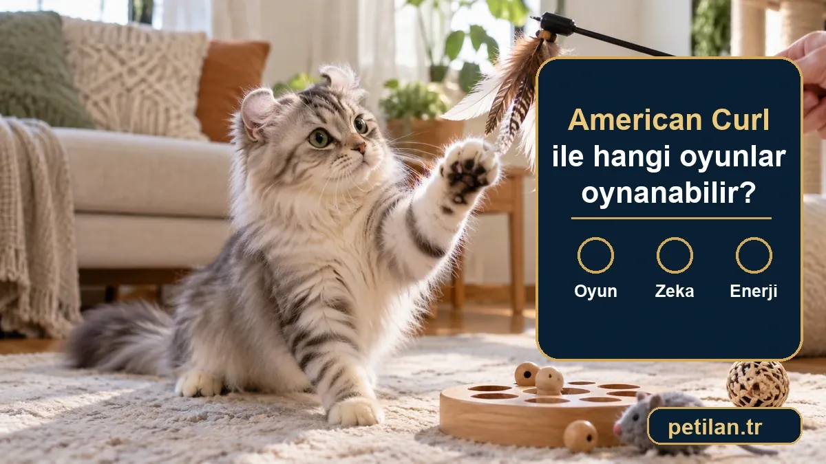 American Curl ile hangi oyunlar oynanabilir?