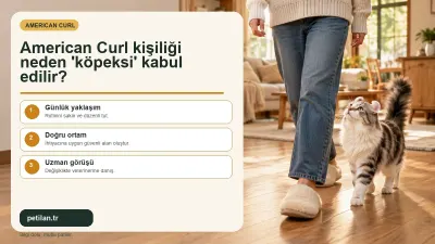 American Curl kişiliği neden 'köpeksi' kabul edilir?