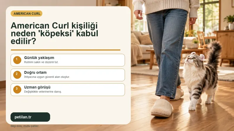 American Curl kişiliği neden 'köpeksi' kabul edilir?
