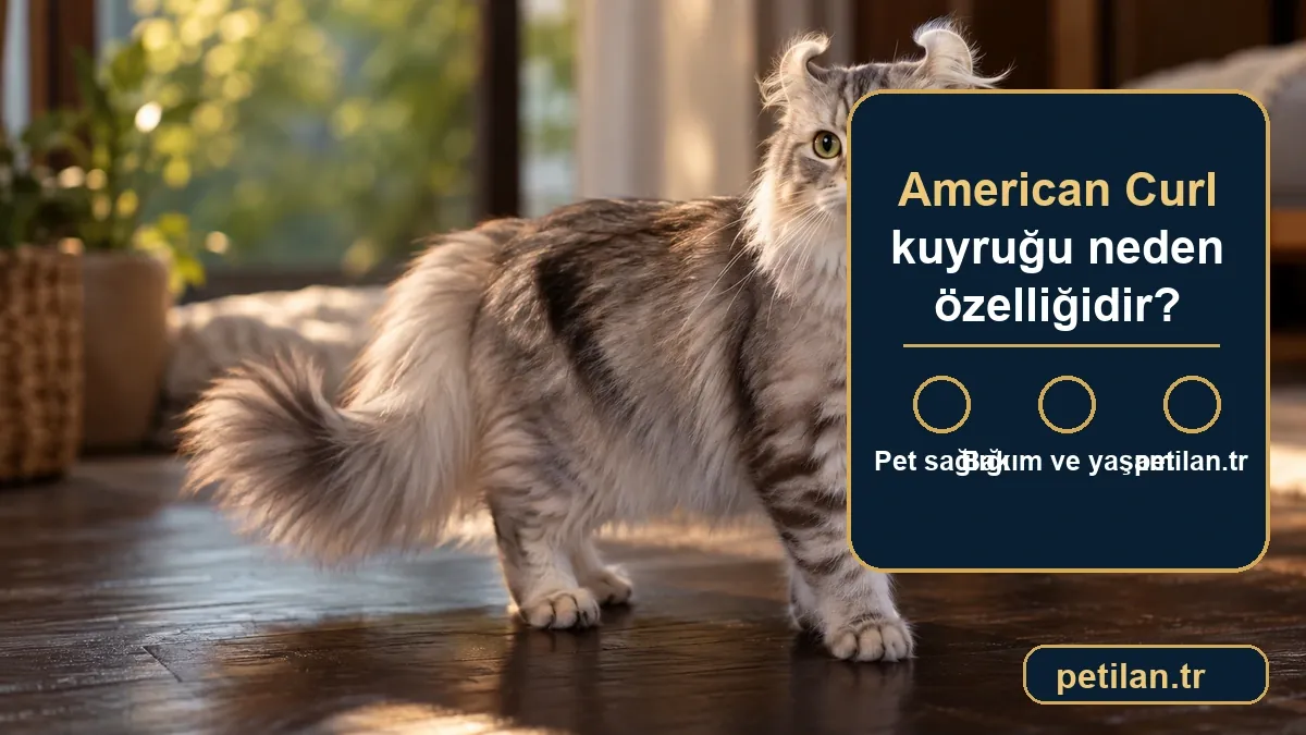 American Curl kuyruğu neden özelliğidir?