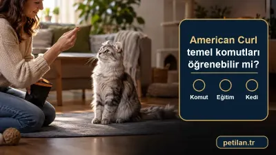 American Curl temel komutları öğrenebilir mi?