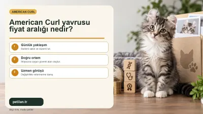 American Curl yavrusu fiyat aralığı nedir?