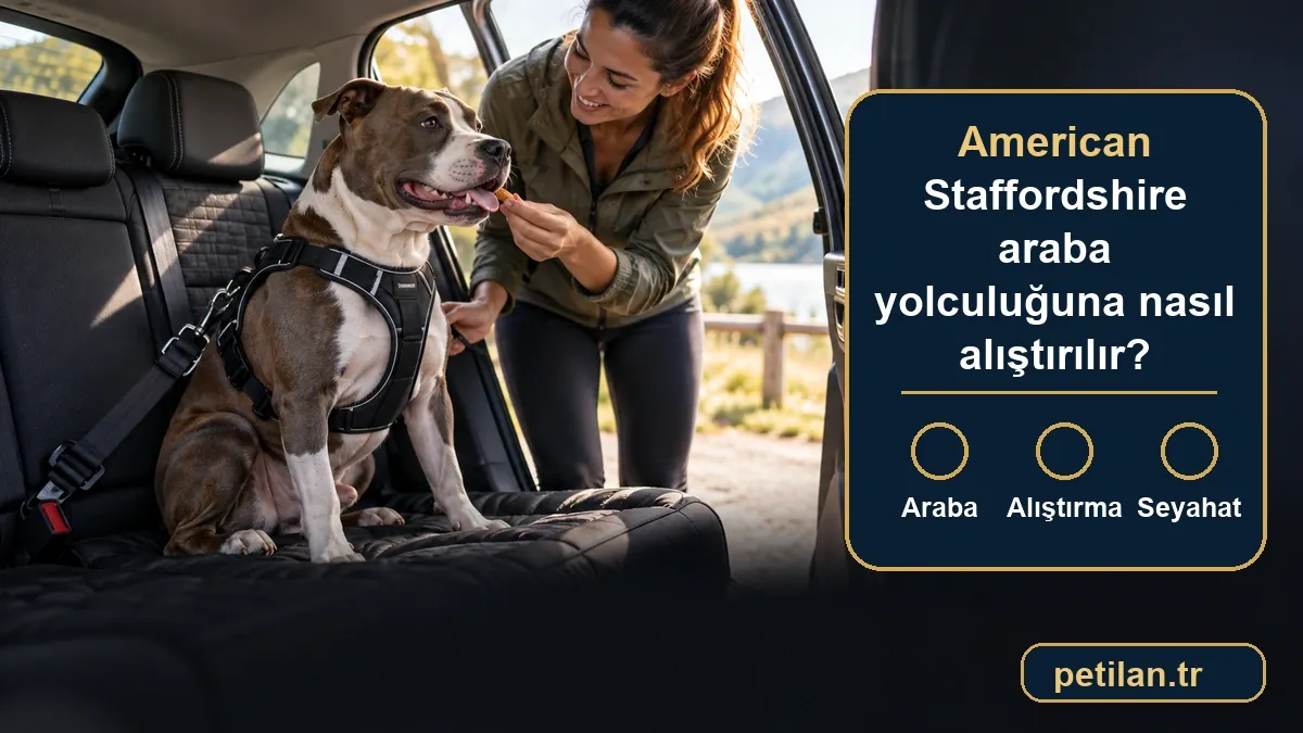 American Staffordshire araba yolculuğuna nasıl alıştırılır?