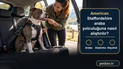American Staffordshire araba yolculuğuna nasıl alıştırılır?