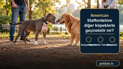 American Staffordshire diğer köpeklerle geçinebilir mi?
