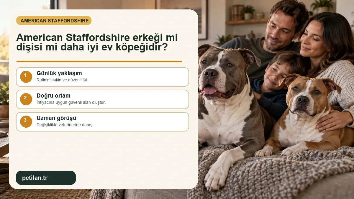 American Staffordshire erkeği mi dişisi mi daha iyi ev köpeğidir?