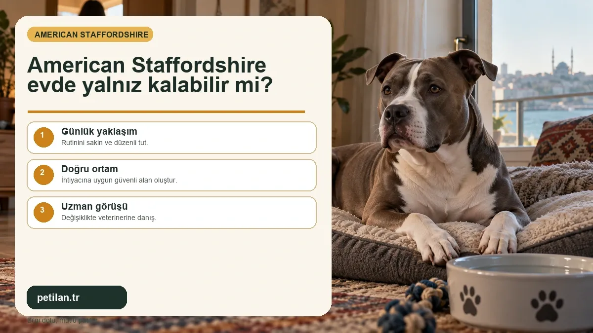 American Staffordshire evde yalnız kalabilir mi?