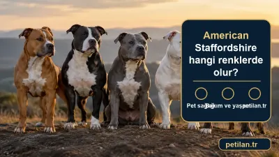 American Staffordshire hangi renklerde olur?
