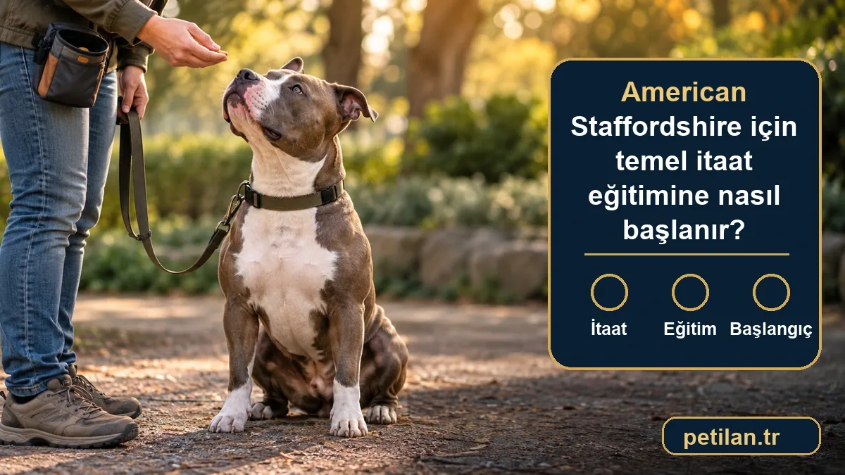 American Staffordshire için temel itaat eğitimine nasıl başlanır?