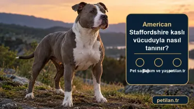 American Staffordshire kaslı vücuduyla nasıl tanınır?