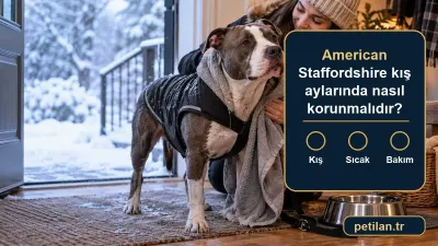 American Staffordshire kış aylarında nasıl korunmalıdır?