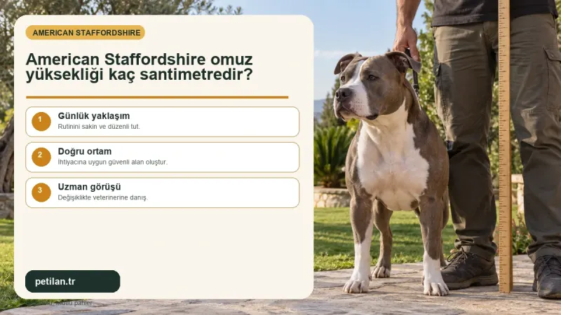 American Staffordshire omuz yüksekliği kaç santimetredir?