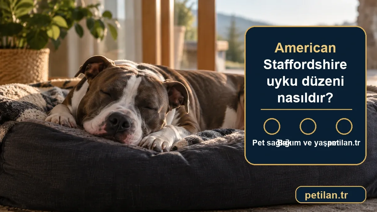 American Staffordshire uyku düzeni nasıldır?