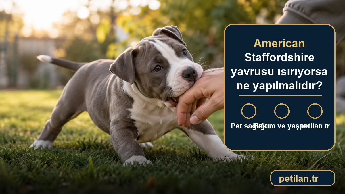 American Staffordshire yavrusu ısırıyorsa ne yapılmalıdır?