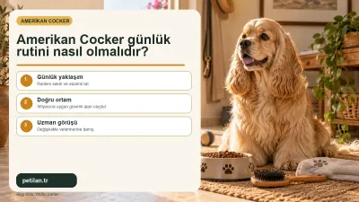 Amerikan Cocker günlük rutini nasıl olmalıdır?