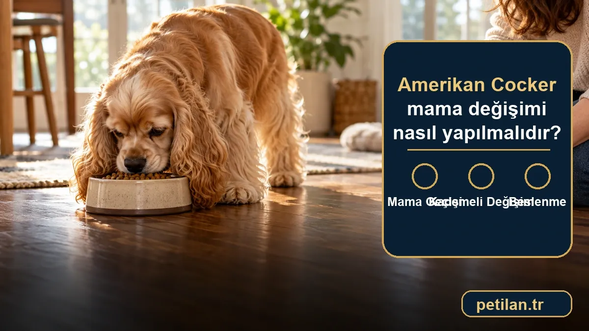 Amerikan Cocker mama değişimi nasıl yapılmalıdır?